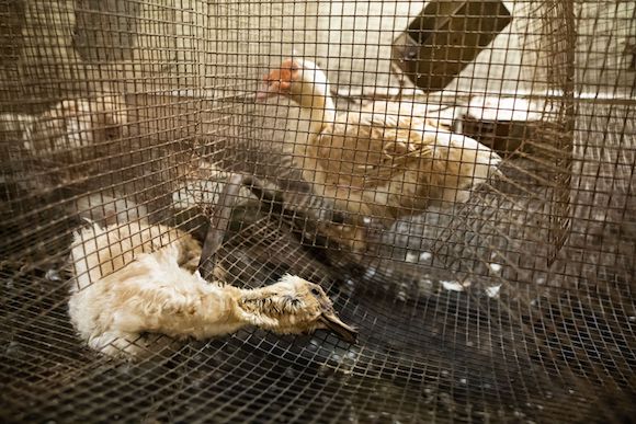 Un canard vivant dans une cage et un autre mort laissé sur place. (Photo de L214 - Ethique & Animaux)