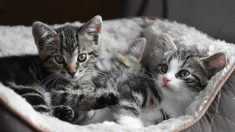 Reims: un couple condamné pour actes de cruauté sur deux chatons