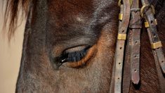 Un cheval de trait poitevin disparaît, sa propriétaire lance un appel à l’aide en Haute-Garonne