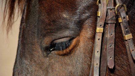 Morbihan : un cheval euthanasié après avoir subi des mutilations