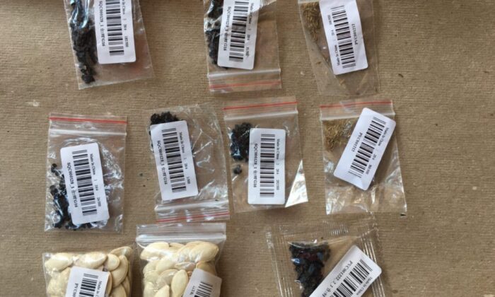 Paquets de semences qu'un résident de New York City a reçus dans un colis postal en provenance de Chine. (Fourni à The Epoch Times)