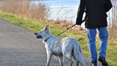 Allemagne : il pourrait devenir obligatoire de promener son chien deux fois par jour