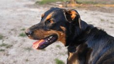 Seine-Maritime : pour sauver son chien Isko, atteint d’un cancer, un jeune couple lance un appel aux dons