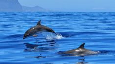 Pyrénées-Orientales : des dauphins viennent à la rencontre d’un jeune surfeur