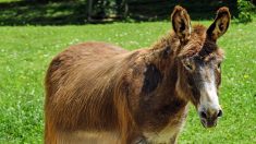 Hautes-Alpes : une mule retrouvée morte dans son pré, tuée d’une balle dans la tête tirée à bout portant