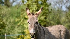 Pyrénées-Orientales : l’âne Bouriquet, embourbé dans des sables mouvants pendant 4 heures, est sauvé par les pompiers
