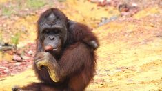 Un orang-outang a perdu ses deux bras en s’échappant de sa captivité et fait un retour inspirant dans le sanctuaire de la forêt
