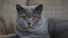Haute-Vienne : leur chat Dolly est retrouvée 12 jours après sa disparition lors d’un accident de voiture