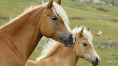 Attaques de chevaux : le ministre de l’Agriculture promet la mobilisation « pour que justice soit faite »