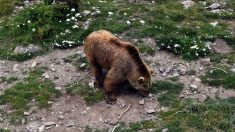 Ariège : un berger réussit à éviter la charge d’une ourse avant de se réfugier dans sa cabane