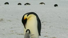 Antarctique : onze nouvelles colonies de manchots empereurs découvertes