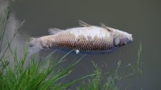 Pollution en Haute-Loire : des milliers de poissons retrouvés morts