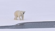 Arctique : un homme tué par un ours polaire au Svalbard en Norvège