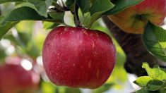 Dordogne : 900 postes à pourvoir pour la cueillette des pommes à Jumilhac, Lanouaille, Thiviers et Excideuil
