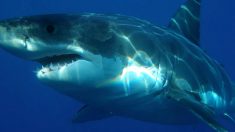 Un énorme requin saute sur un bateau en Nouvelle-Zélande, les pêcheurs filment la scène