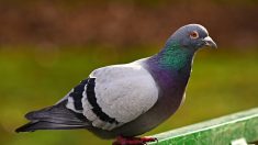 Ce pigeon breton vaut une véritable fortune après avoir remporté un concours international