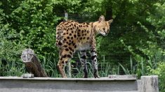 Un serval capturé après plusieurs heures d’errance dans des jardins à Tourcoing