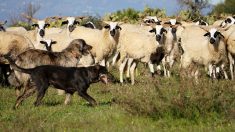 Gard : les voisins se plaignent que des chiens de berger aboient à Saint-jean-du-Pin