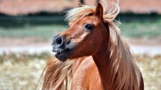 [Vidéo] Deux jeunes terrorisent un poney et un cheval, des images publiées sur les réseaux sociaux qui scandalisent la Belgique