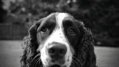 Un chien abandonné dans les Pyrénées-Orientales adopté par un Ehpad de l’Hérault