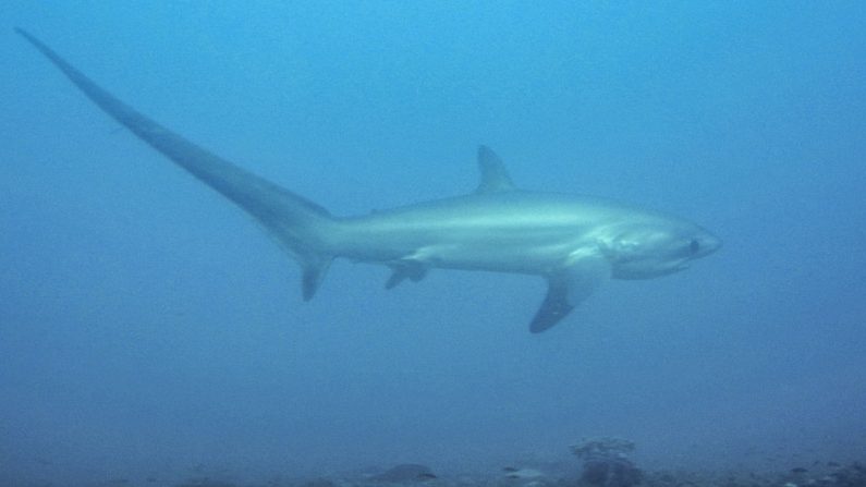 Un requin-renard - Par Petter Lindgren — Travail personnel, CC BY-SA 3.0, https://commons.wikimedia.org/w/index.php?curid=24482178