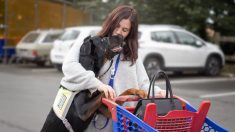 Nantes : un magasin Lidl refuse de laisser entrer une jeune femme handicapée à cause de son chien d’assistance