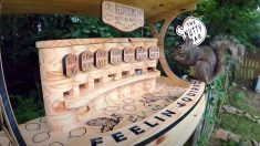Un homme construit un bar pour écureuils avec sept variétés de noix