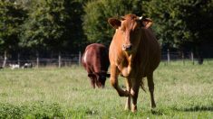 Aisne – Un agriculteur bouleversé après la découverte d’une vache massacrée dans son pré : « Ils ont entaillé la gorge »