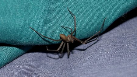 Meurthe-et-Moselle : mordu par une araignée exotique, il frôle l’amputation du bras gauche