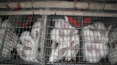 L214 diffuse des « images terribles » d’un élevage de lapins avant un débat à l’Assemblée