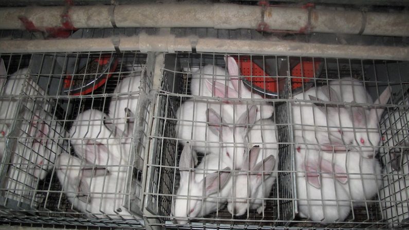 l'association de défense des animaux L214 a diffusé mardi soir les "terribles images" d'un élevage de lapins en cage avant l'examen jeudi d'une proposition de loi en commission à l'Assemblée nationale. (photo L214/Flickr/CC BY 2.0) 