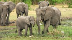 Kenya : le pays enregistre un nombre record de naissances d’éléphants
