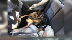 Vosges : il enferme son chien dans sa voiture garée en plein soleil pour profiter tranquillement de la fête foraine