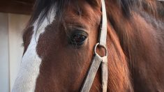 Après 7 ans de séparation, un cheval maltraité retrouve et reconnaît sa cavalière