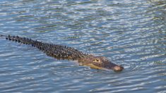 Un homme de Floride se bat contre un alligator de 2,4 mètres qui l’a attaqué alors qu’il promenait son chien le long du canal