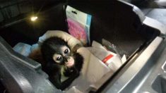 Les agents des douanes saisissent un bébé singe-araignée caché dans la console d’un camion à la frontière entre les États-Unis et le Mexique