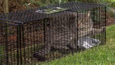 Ariège : leur chatte disparaît du jour au lendemain, ils la retrouvent enfermée dans une cage dans le jardin du voisin