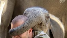 Des photos adorables montrent des éléphants qui jouent à « Qui c’est ? » avec les touristes