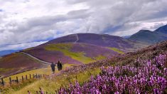 Des images spectaculaires de la bruyère en fleurs dans un paysage pittoresque en Écosse