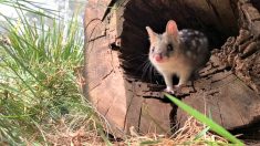 Les chats marsupiaux mouchetés reviennent au sanctuaire de la faune australienne après 60 ans d’absence