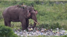 Des photos tragiques montrent un éléphant pataugeant dans un tas de déchets en plastique à la recherche de nourriture