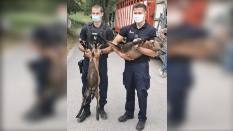 Les gendarmes intervenus sur le site ont pu secourir 52 animaux dont des chèvres, des veaux, des cailles et des moutons. Crédit : Gendarmerie de la Seine-et-Marne. 