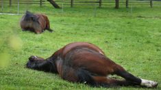 Loire : un cheval retrouvé éventré à Grézolles, une enquête est ouverte