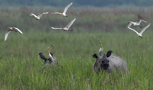 -Illustration- La mousson peut apporter un répit à la chaleur torride, mais pour les ranger et les animaux du parc national, elle présente également un danger car les braconniers profitent des inondations. Photo Sam Panthaky / AFP via Getty Images.