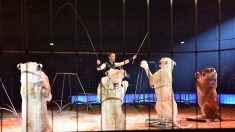 « Fin progressive » des animaux sauvages dans les cirques itinérants