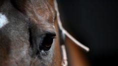 Face aux mutilations de chevaux, les propriétaires s’organisent pour protéger leurs animaux