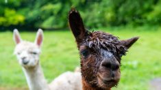 Lot-et-Garonne: un lama retrouvé mort, l’oreille sectionnée et des blessures à la face