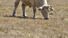 Ille-et-Vilaine : premiers cas de vaches retrouvées mutilées à Sens-de-Bretagne, près de Rennes