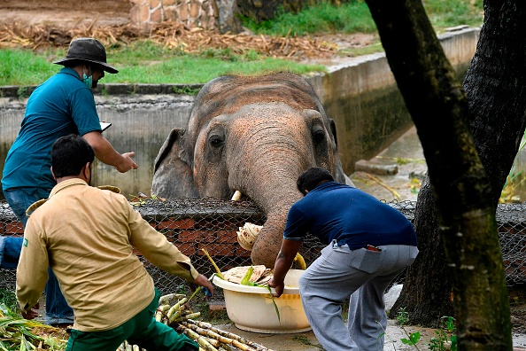 Les responsables locaux de la faune et les vétérinaires de Four Paws International nourrissent Kaavan, l'éléphant qui doit être déplacé vers un sanctuaire au Cambodge.  (Photo : AAMIR QURESHI/AFP via Getty Images)