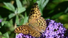 Biodiversité: le papillon « Fadet des laîches », porte-drapeau des zones humides
